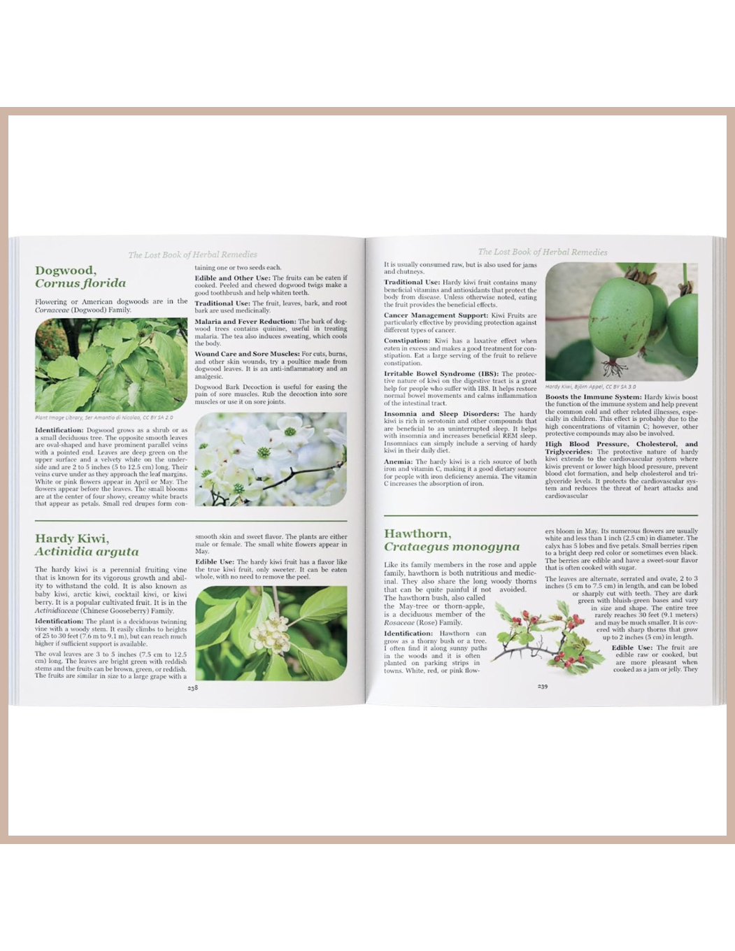The Lost Book of Herbal Remedies – Plant Identification & Natural Remedies Guide Book