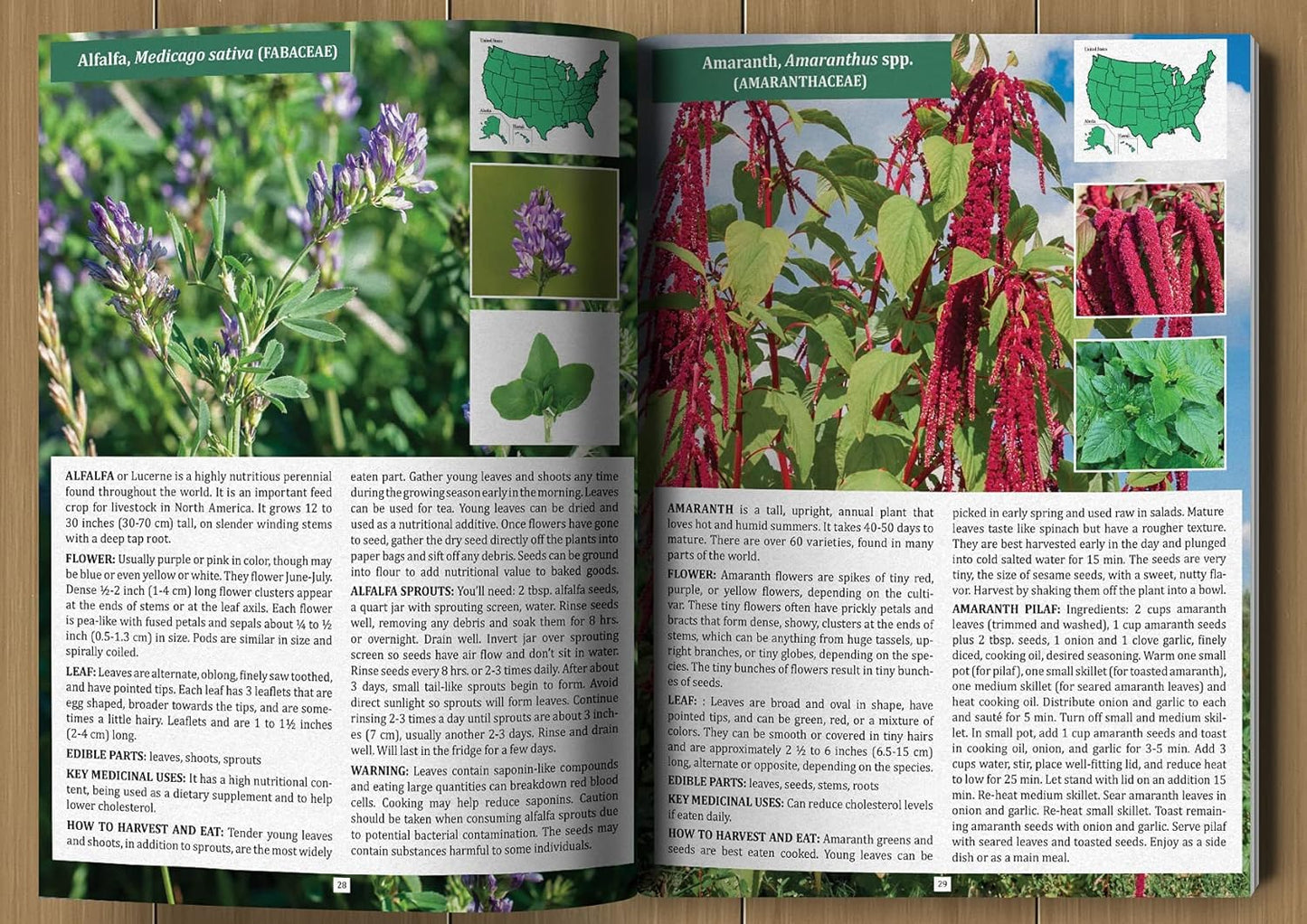 The Forager’s Guide to Wild Foods – Wild Edible Plants & Foraging Field Guide Book