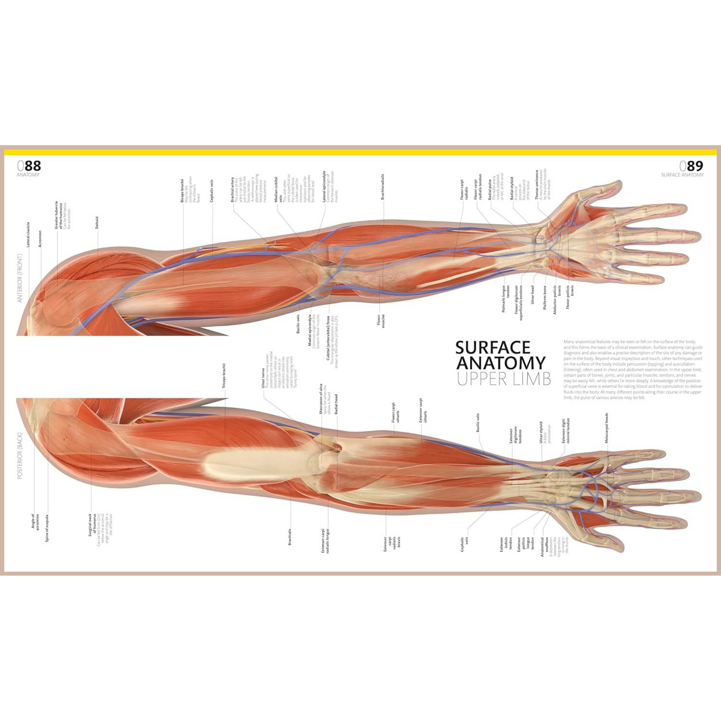 The Complete Human Body – Illustrated 3D Anatomy Atlas, Physiology Guide & Medical Conditions Reference (3rd Edition)
