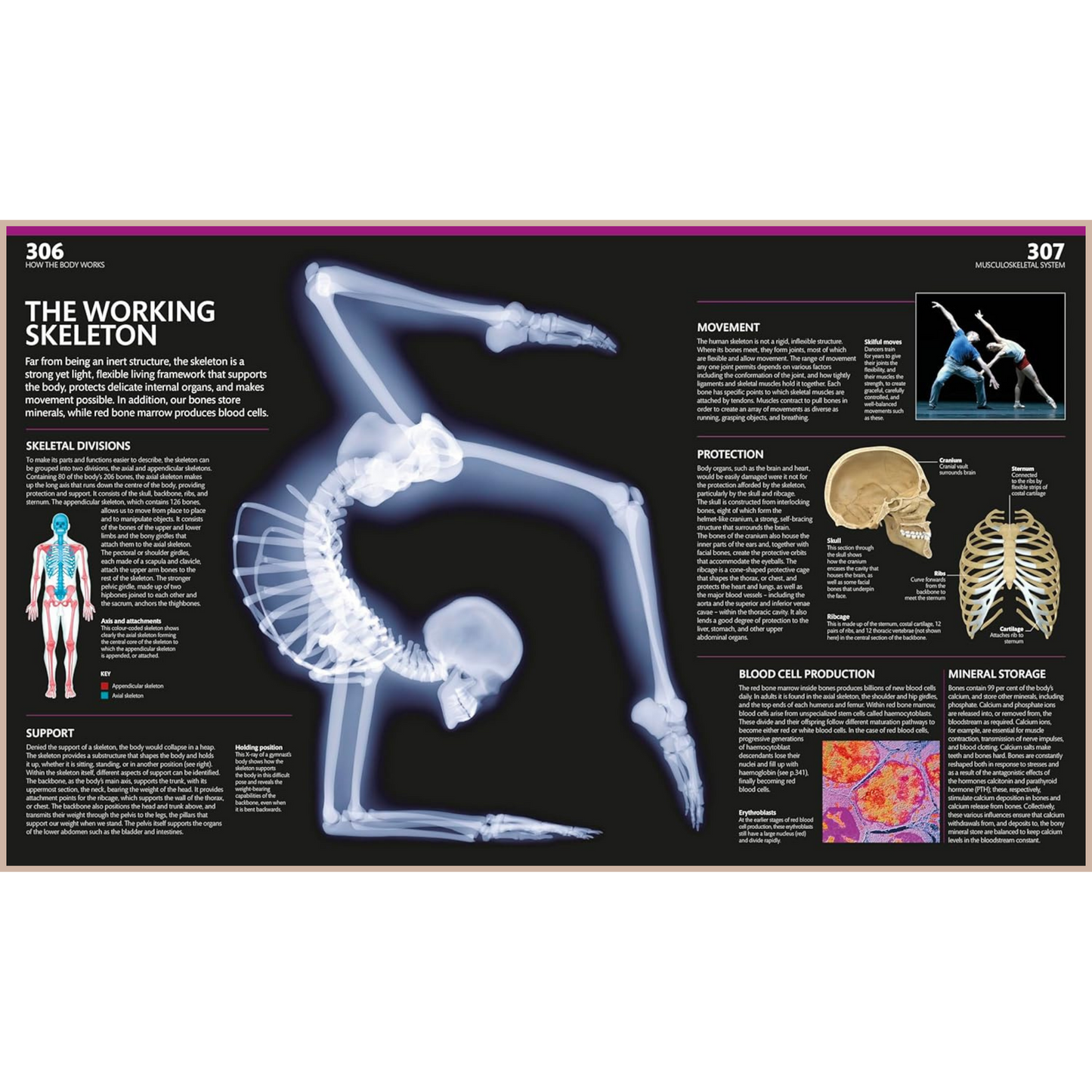 The Complete Human Body – Illustrated 3D Anatomy Atlas, Physiology Guide & Medical Conditions Reference (3rd Edition)