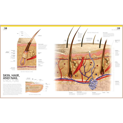 The Complete Human Body – Illustrated 3D Anatomy Atlas, Physiology Guide & Medical Conditions Reference (3rd Edition)